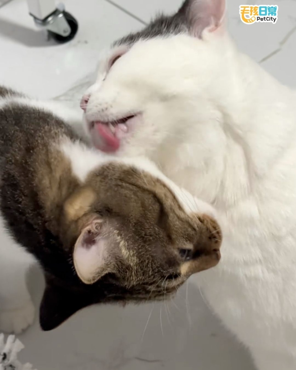 兩隻貓咪互舔誰也不願意先停下來。