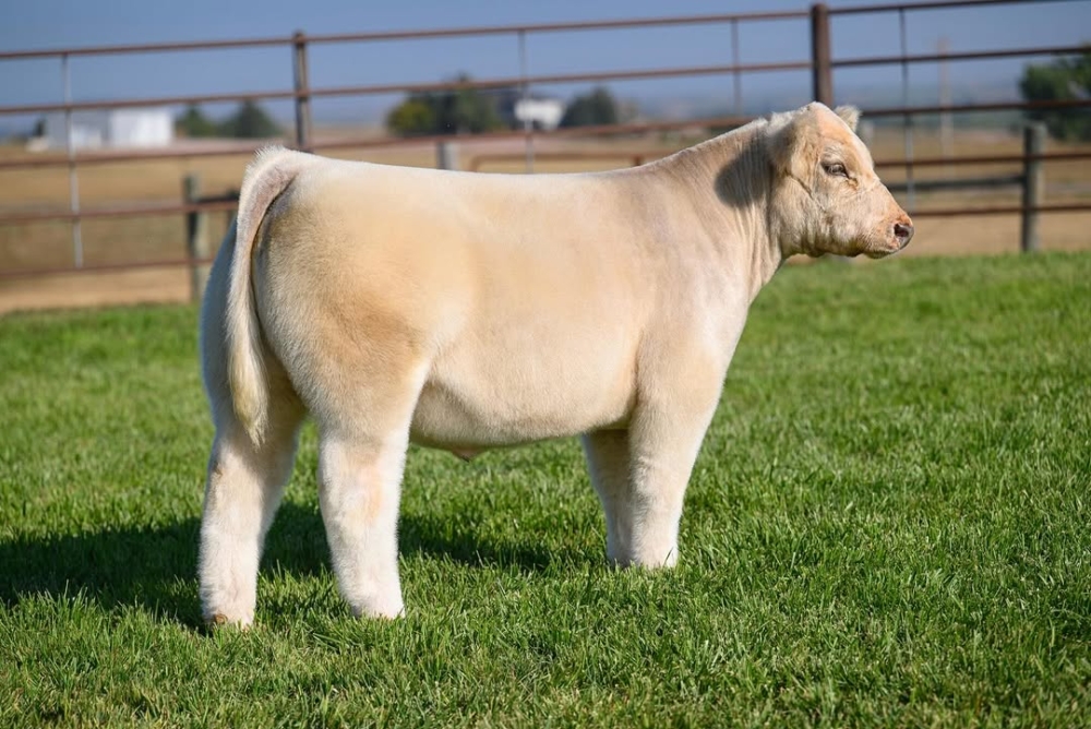 專業「牛造型師」的手工藝美學。