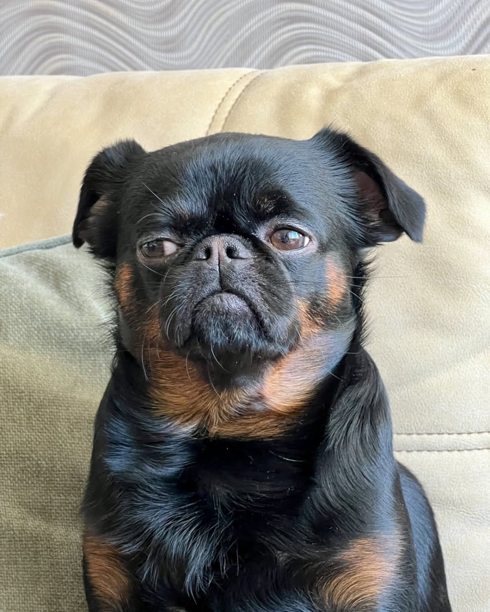 Charlie 私底下其實非常乖巧、愛黏人,只是天生長了一張「不耐煩」的臉。