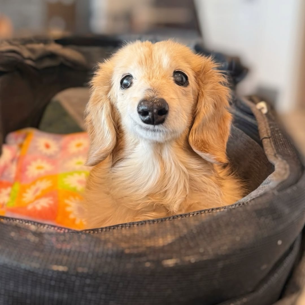 美國歪嘴臘腸犬 Bella 靠「天然笑容」爆紅全網！笑臉太治癒成最萌招牌