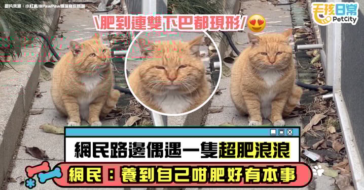 網友路邊巧遇「最肥流浪貓」 體態豐滿還有雙下巴 網笑翻:牠肯定有飯局!