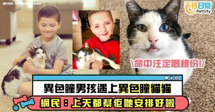 連上天都在安排！異色瞳男孩遇見異色瞳貓咪　命中注定的緣分太暖心