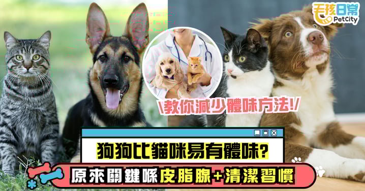 為什麼狗會臭貓卻不會?如何減少貓狗體味!寵物異味的關鍵因素有哪些?