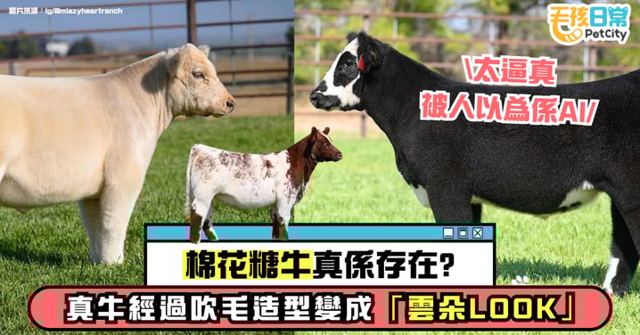 棉花糖牛真的存在!真實牛隻被吹成「雲朵造型」 可愛到像AI生成一樣