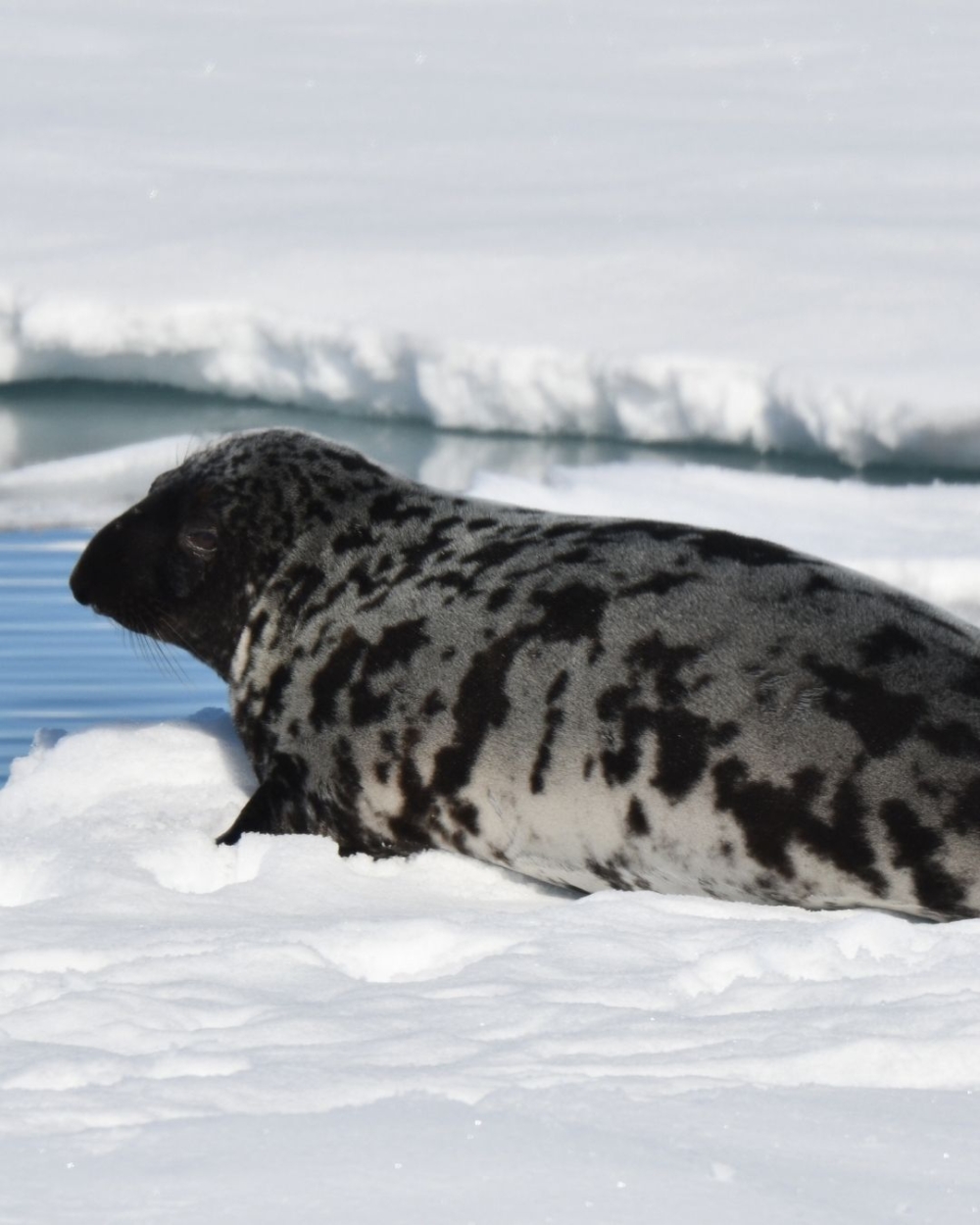 根據最新名錄，冠海豹已被列為「瀕危物種」，而髯海豹與豎琴海豹則屬「近危」級別。
