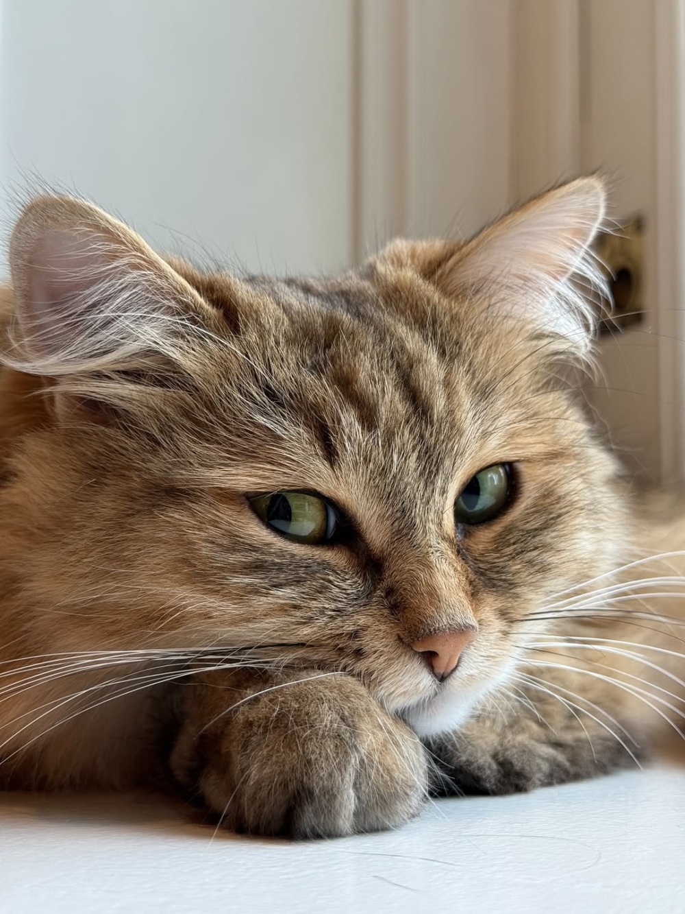 倫敦五星級酒店的超萌貓咪住客 。