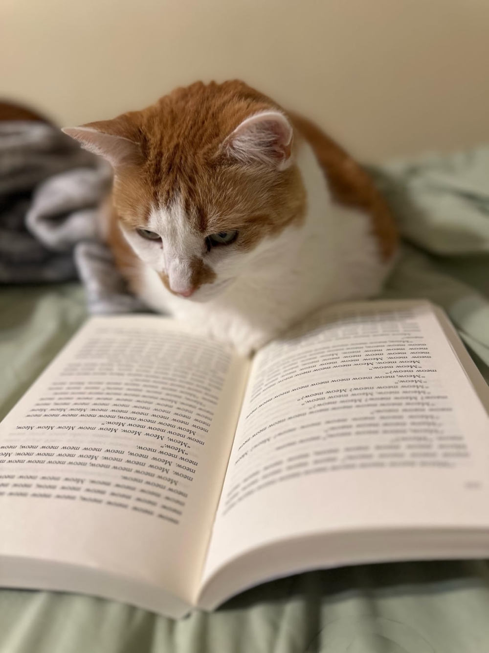 書中沒有情節，但本貓奴就是很想要～