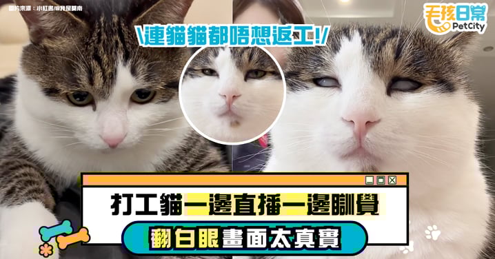 上班太累連貓都撐不住!「主播貓」睏到翻白眼 網友:靈魂已登出【有片】