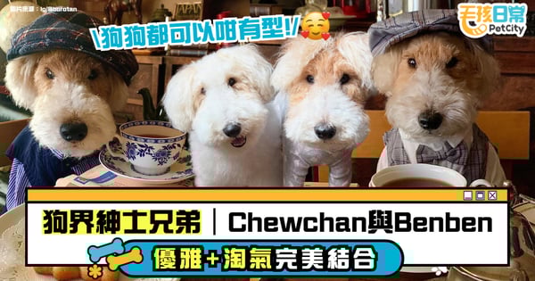 狗界紳士兄弟|Chewchan 與 Benben:帥氣、淘氣又有禮的英倫狗狗代表!