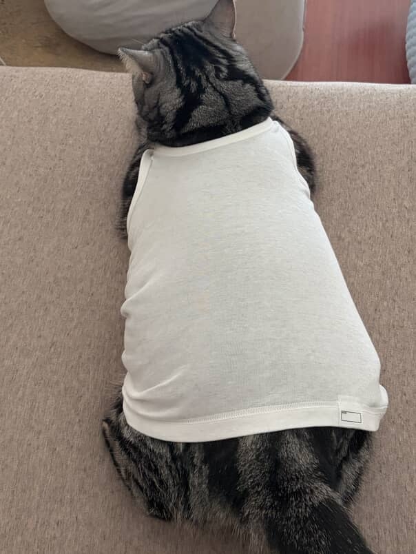 喵：什麼啦～人家其實70碼也穿得下～