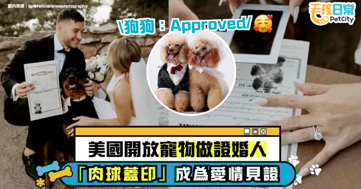 毛孩當證婚人？美國開放毛孩當證婚人　「肉球蓋章」成真愛印記