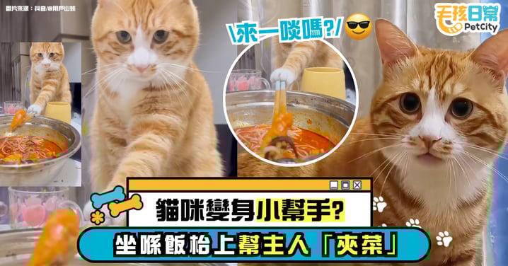 貓咪變身小幫手？坐在飯桌上「操作筷子」幫主人夾菜　網友：牠在催你吃快點！【有片】