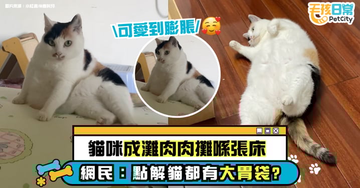 貓咪肚腩太吸睛!一灘肉肉攤在床上 網笑翻:怎麼貓咪也有大胃袋?【有片】