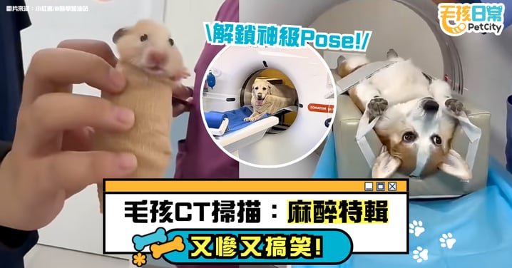 又慘又好笑！毛孩CT掃描「麻醉藝術照」特輯：X光拍不到的秘密