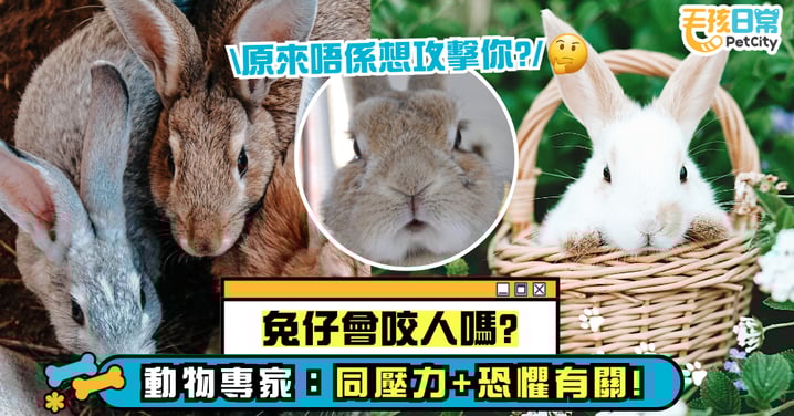 兔子會咬人嗎?專家解釋恐懼、自衛與環境壓力背後的行為原因