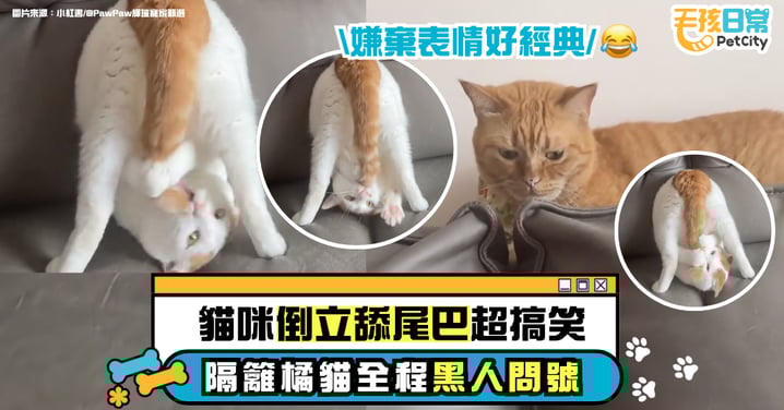 貓咪突然倒立舔尾巴!「自我陶醉」畫面太好笑 隔壁貓全程黑人問號