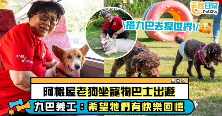 搭九巴去探世界！阿棍屋老狗坐寵物巴士出遊　九巴義工暖心陪伴：希望牠們也有快樂回憶