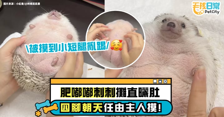 胖刺刺四腳朝天被狂擼！圓滾滾肚肚太誘人　主人一手抱起整掌都是肉！【有片】