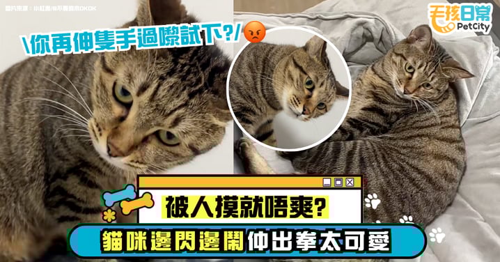 被摸就不爽?虎斑貓邊閃邊抱怨太可愛 還揮出「喵喵拳」警告主人別再亂來!【有片】