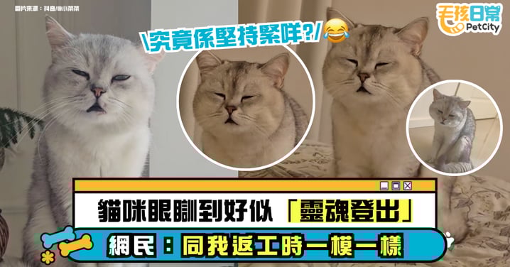 困到不行還要硬撐!貓咪打瞌睡像「靈魂登出」網笑翻:像極了人類上班時的狀態【有片】