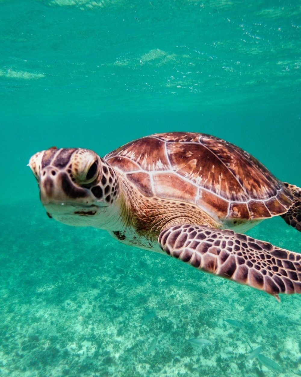 綠海龜在經過數十年的保育努力後，種群數量顯著回升，成功從「瀕危」降至「無危」。