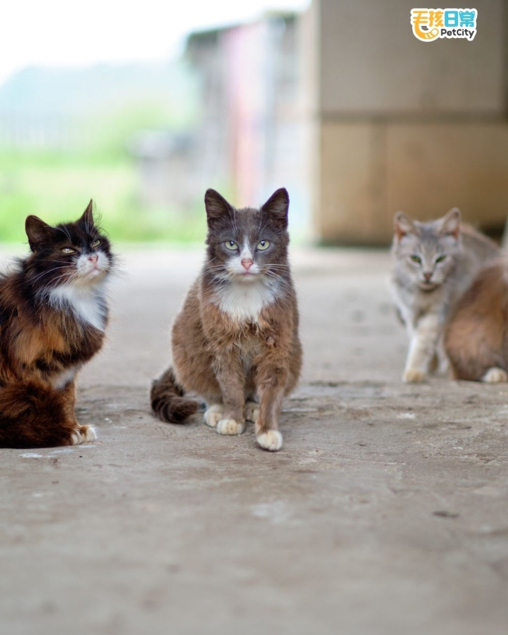 目前的絕育計劃由中央撥款給地方政府，再委託私人獸醫替動保團體捕捉的貓隻進行手術。