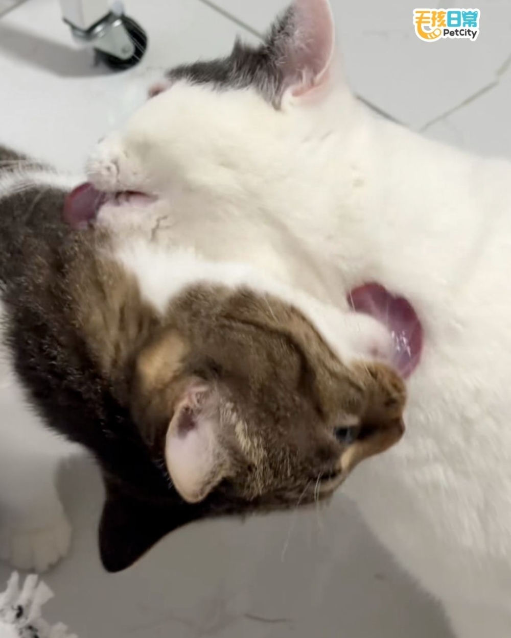 誰都不想認輸喔！