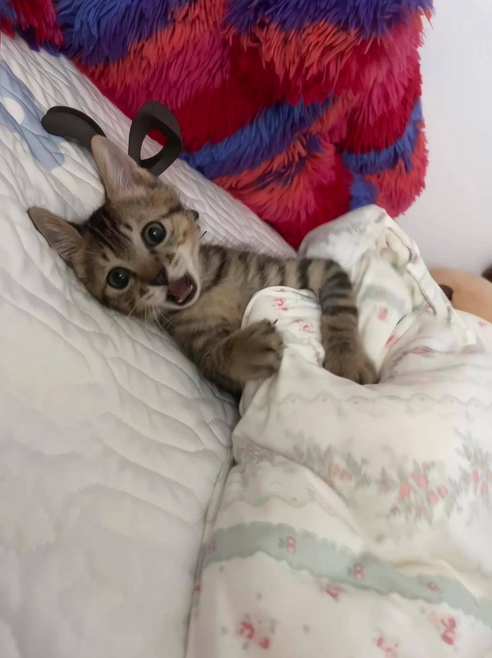 貓咪被嚇到嘴巴張開。