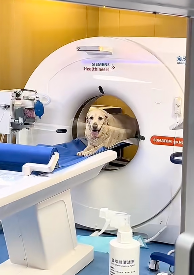 當獸醫懷疑毛孩有以下「疑難雜症」時，就會出動CT。