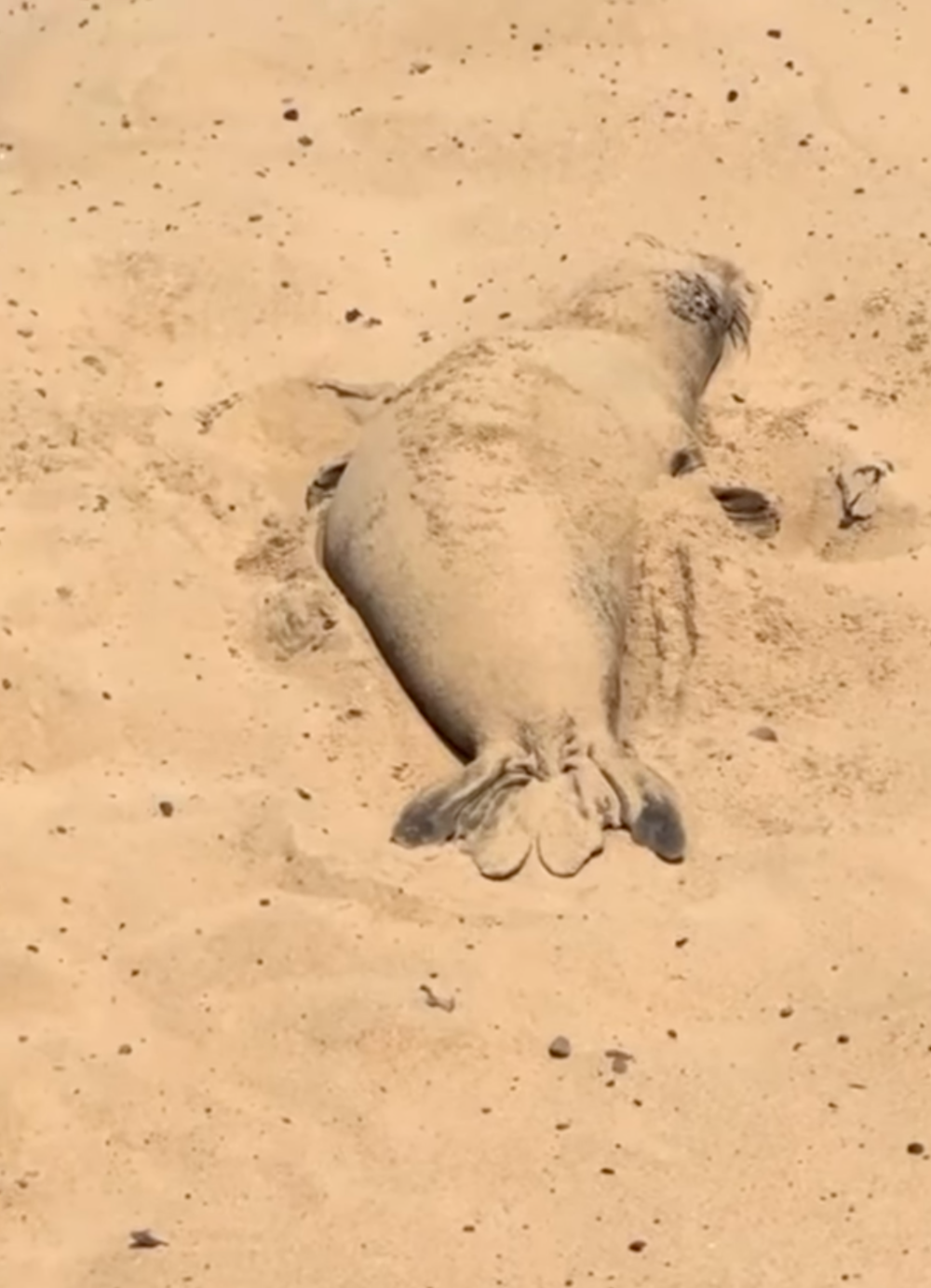 沙灘上出現會動的「花生粉麻糬」!小海豹撥沙太療癒 原來是天然防曬法?