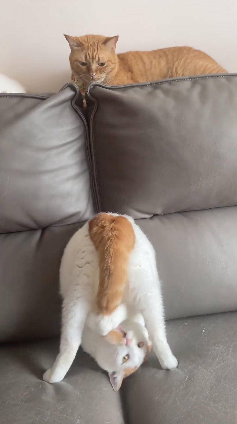 橘貓：老弟，你在幹什麼？