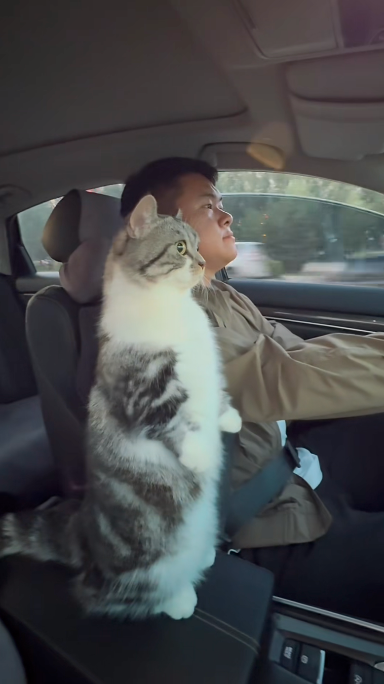 貓咪站的非常筆直。