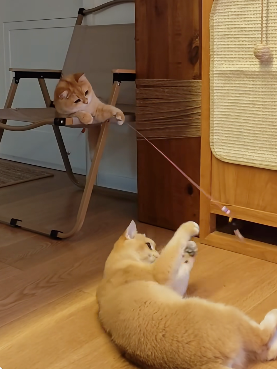 貓咪逗貓有看過嗎？