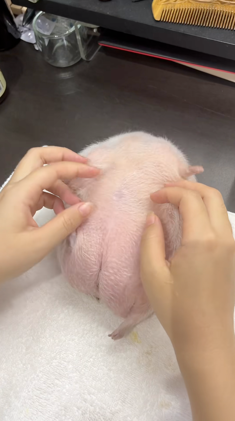 主人在撓刺蝟的肚肚～