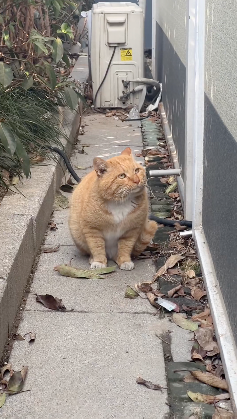 這個小區的人一定很友善，不然貓咪怎麼可以這麼幸福肥！