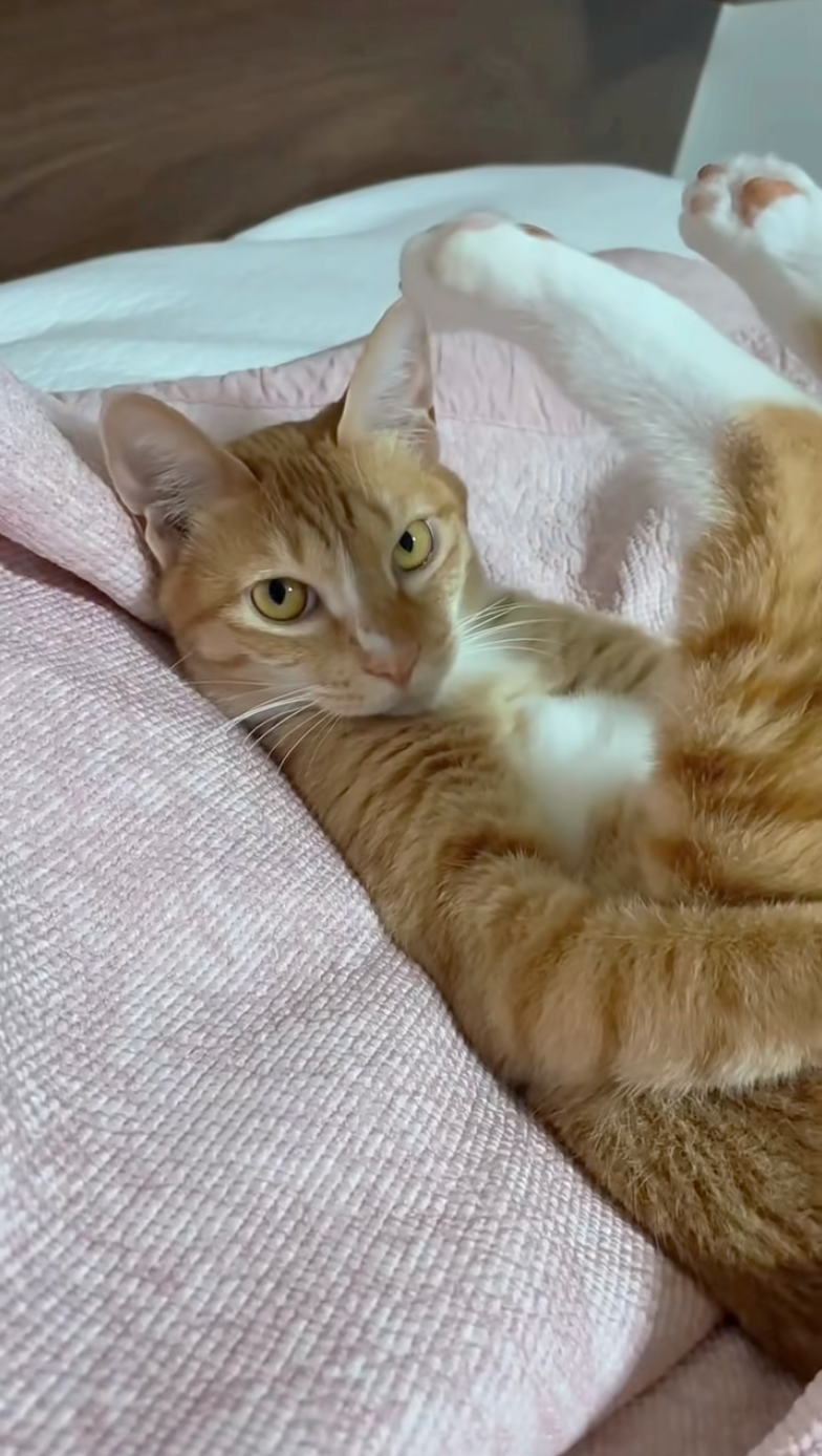 喵：嗯？有問題嗎這姿勢？