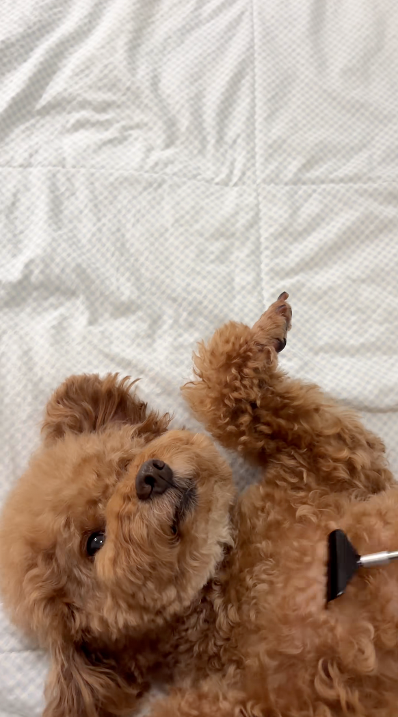 肚肚也要撓一撓！