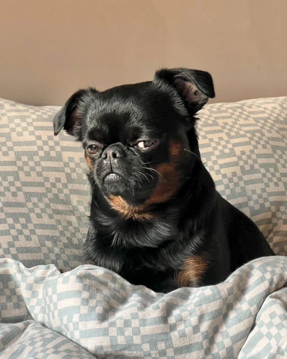 狗狗:狗生好煩,笑不起來。