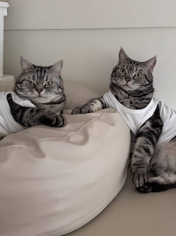 MUJI推出寵物吊帶了？貓咪穿上童裝背心　意外多了點小性感～