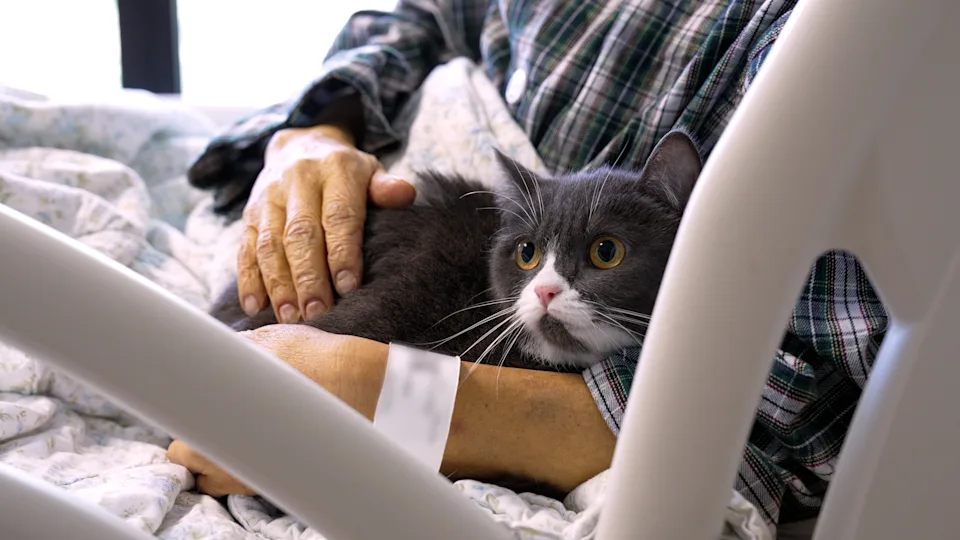 聯合醫院協助癌末病人圓夢　與愛貓病房重逢成最後告別。