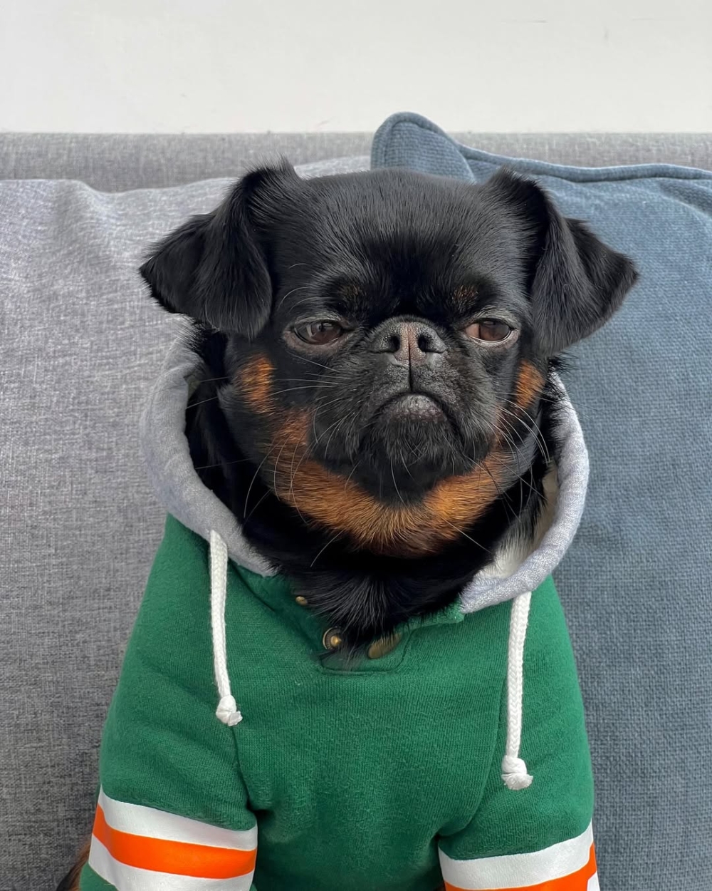 Grumpy Cat 的接班人。