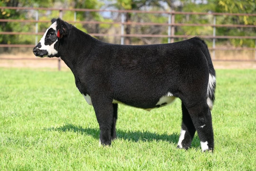 美得不像現實的～