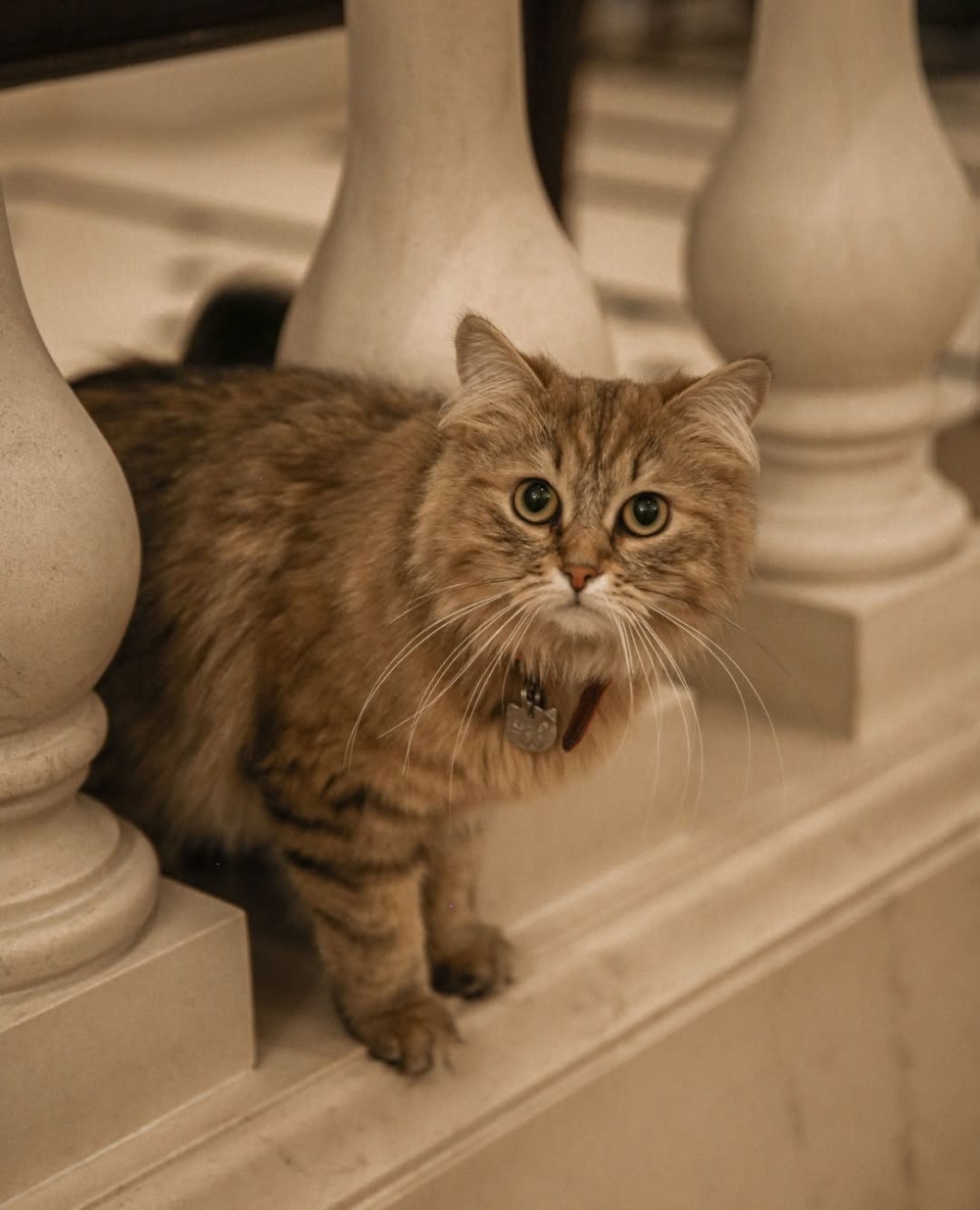 簡直就是酒店裡的活招牌喔！