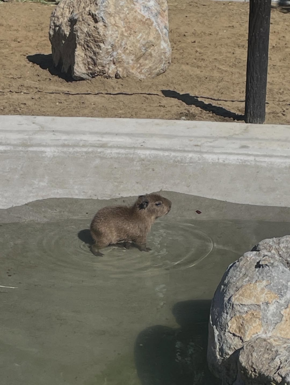 這隻水豚寶寶一出生就能自己站立、走動,模樣迷你卻充滿元氣。