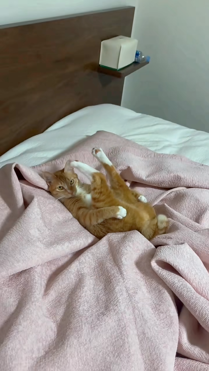 尾巴還不定時的搖兩下。