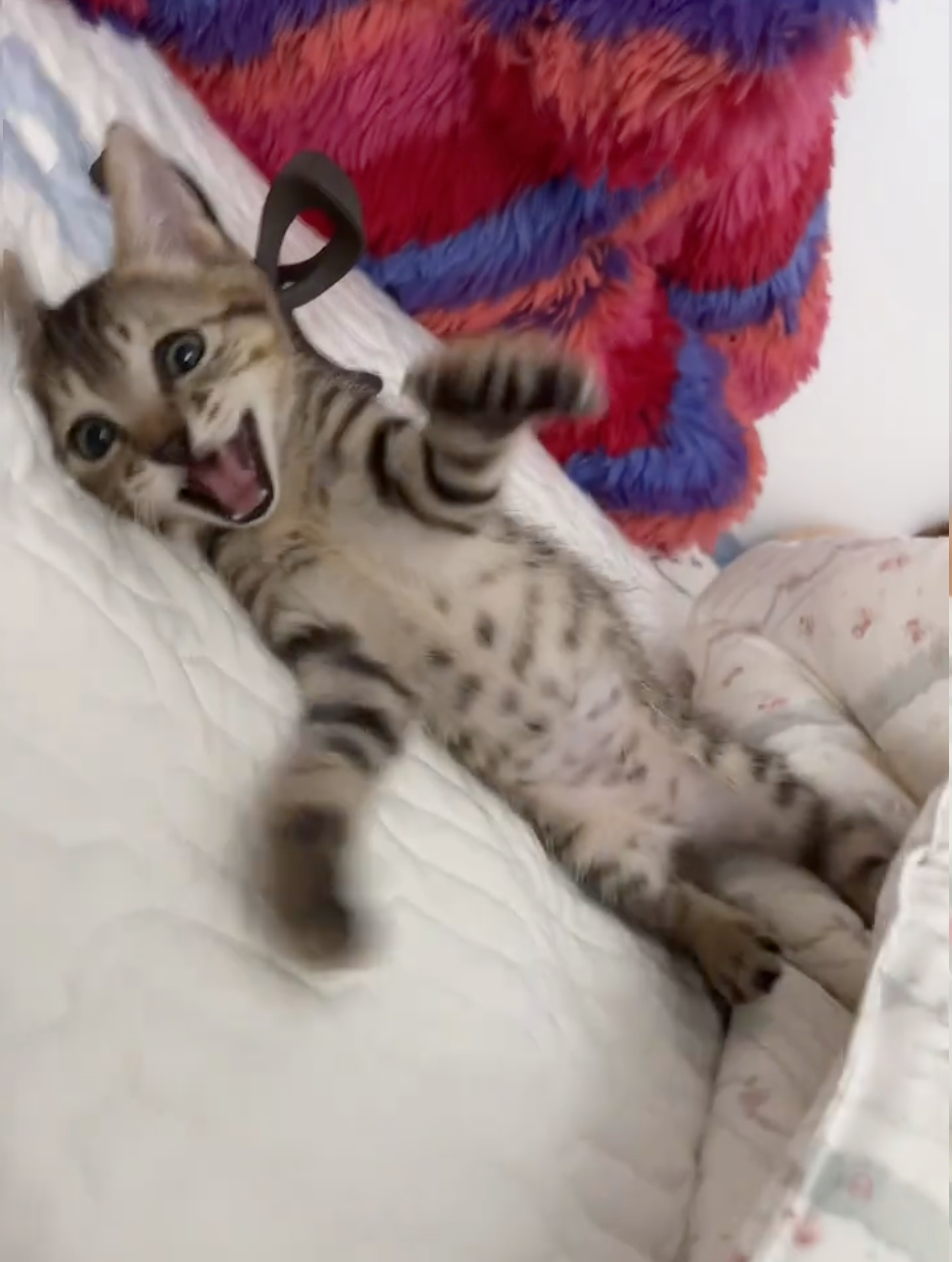 喵:啊!你幹什麼!