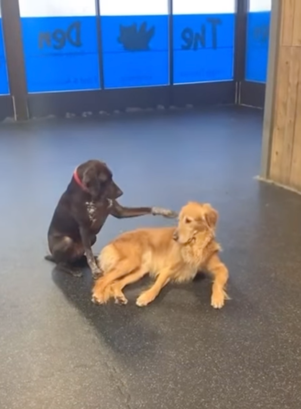 愛摸狗的狗狗!Ruby 在日托中心變身「狗界社交達人」 每天都要摸滿一圈才滿足