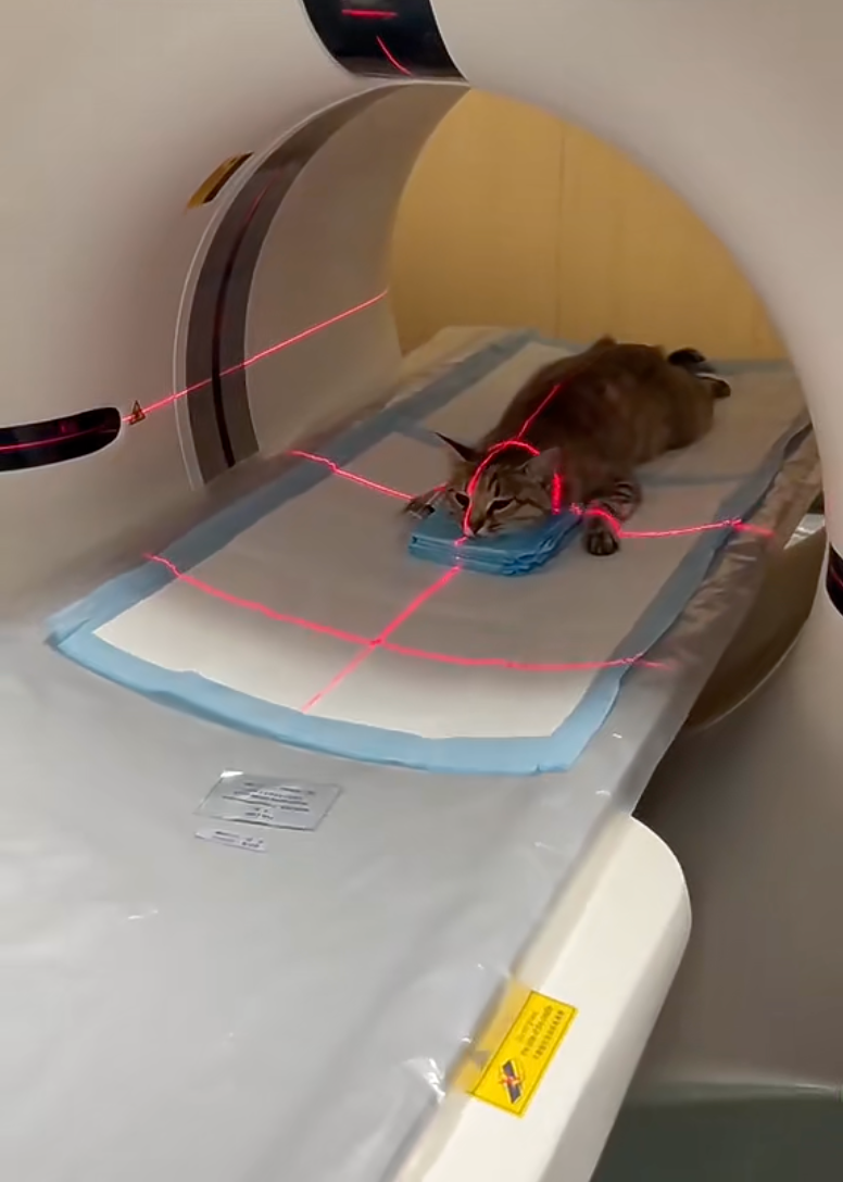 CT掃描則能把身體切成無數片，提供立體、多角度的橫切面影像。