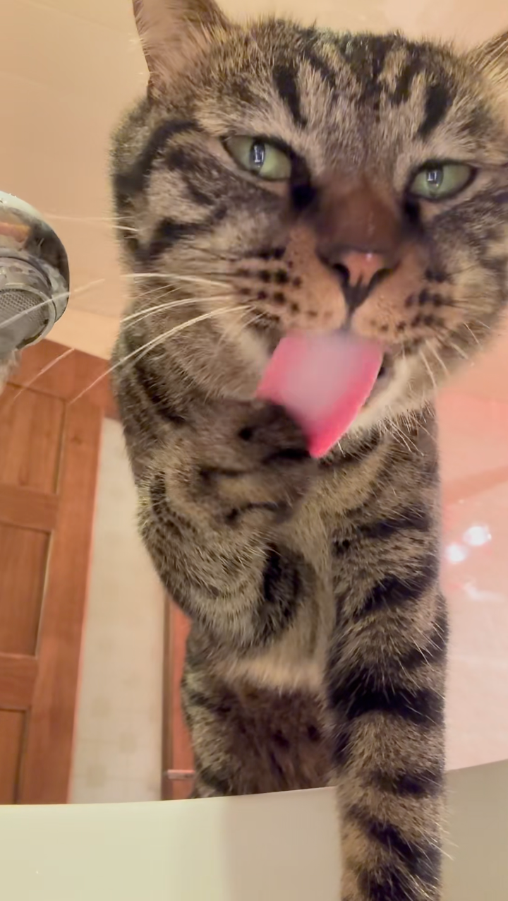 喵：嗯～就是這個味兒～