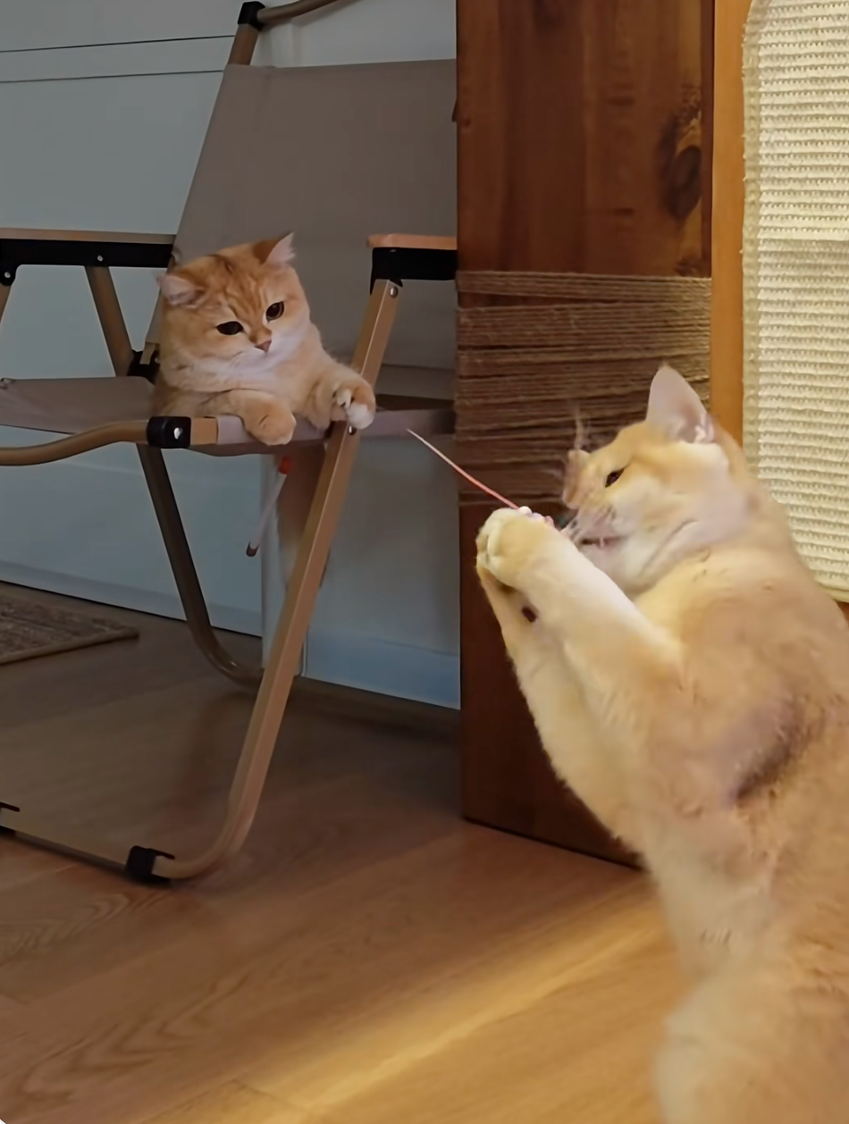 看起來還玩的挺開心的！